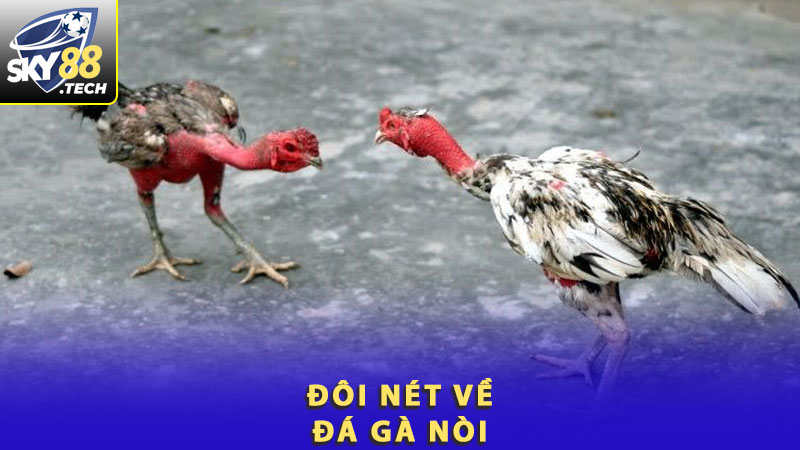 Đôi nét về đá gà nòi