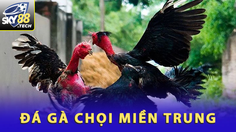 Đá gà chọi miền Trung