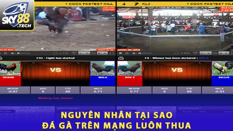 Nguyên nhân tại sao đá gà trên mạng luôn thua 