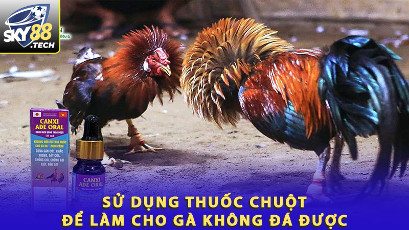 Sử dụng thuốc chuột để làm cho gà không đá được 