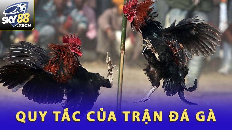 Quy tắc của trận đá gà