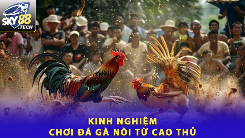 Kinh nghiệm chơi đá gà nòi từ cao thủ